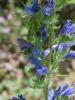 307565 – Photo : Alain Gérard – France (09)