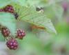 307722 – Photo : Didier GODREAU – France (85)