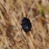 Hister quadrimaculatus