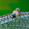 307103 – Photo : Cédric Mondy – France (88)