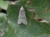 307715 – Photo : laurette roussel – France (05)
