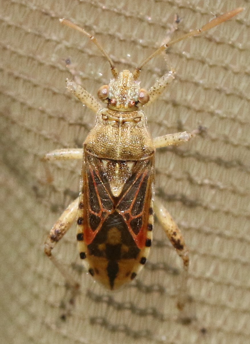Marc Thibault - Stictopleurus (abutilon-pictus) - réf. 307462 (878 x 1210 pixels, 173 ko)