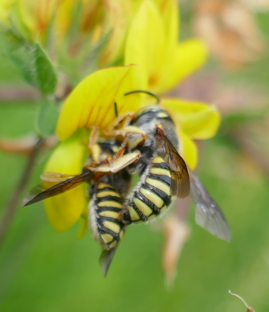 Réf. 307353 — INSECTA > Hymenoptera > Megachilidae > Anthidium