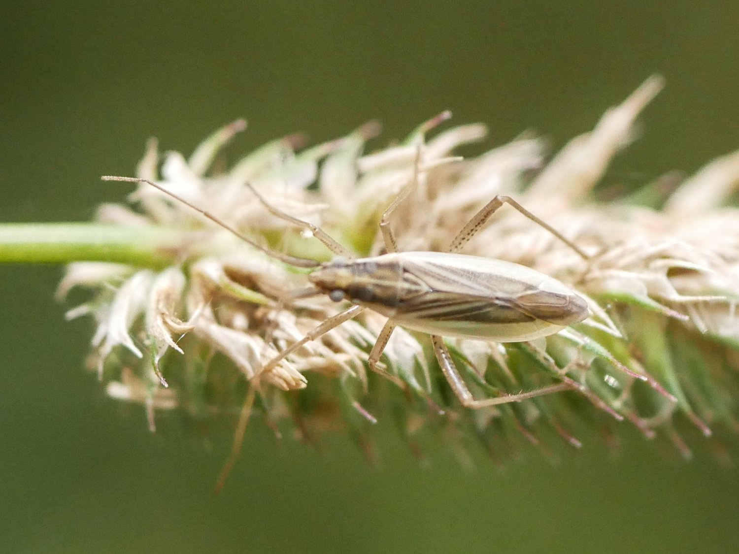 Réf. 307837 — INSECTA > Heteroptera > Miridae > Stenodema (Stenodema