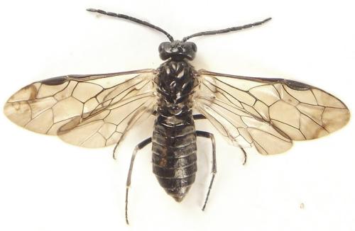 Réf. 308 763 : Empria longicornis