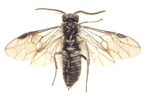 Réf. 308 780 : Empria basalis