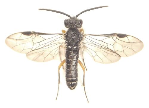 Réf. 308 793 : Loderus vestigialis