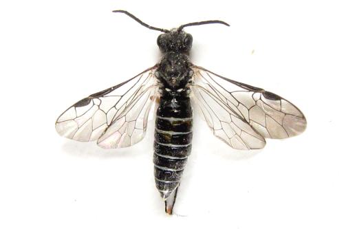 Réf. 308 804 : Loderus vestigialis