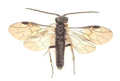 Loderus gilvipes