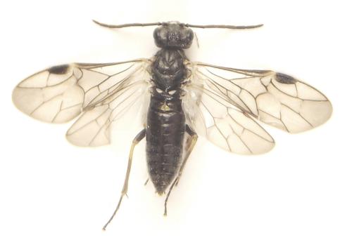Réf. 308 834 : Loderus gilvipes