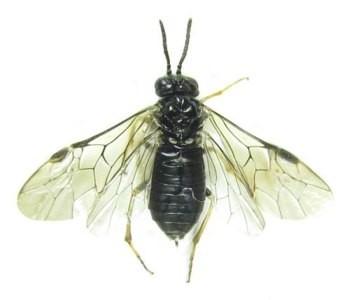 Réf. 308 844 : Monophadnus pallescens