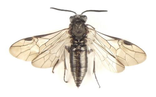 Réf. 308 869 : Oncodolerus eversmanni