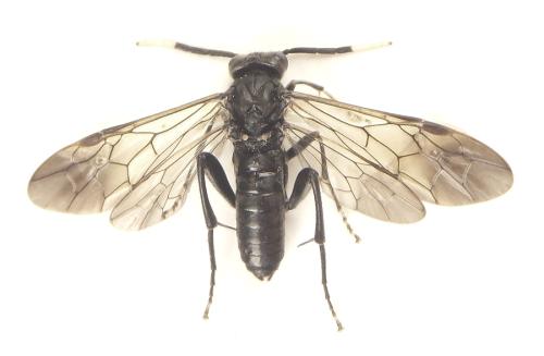 Macrophya infumata