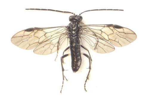 Réf. 308 928 : Pachyprotasis rapae