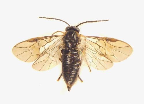 Réf. 308 383 : Pristiphora abietina