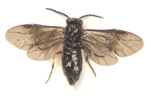 Birka cinereipes