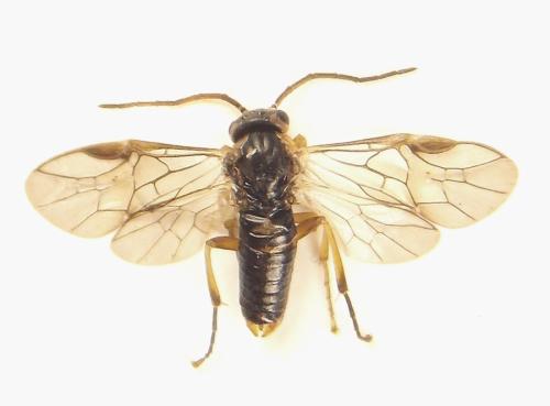 Réf. 308 398 : Pristiphora abietina