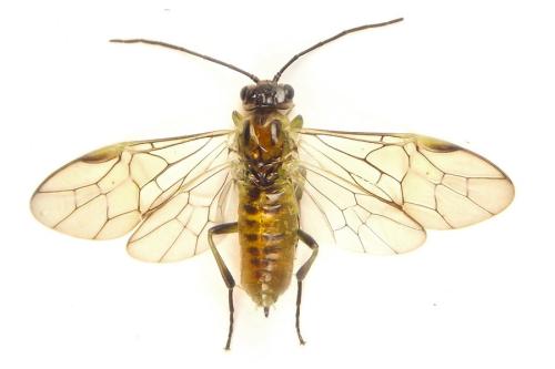 Réf. 308 456 : Euura scutellata
