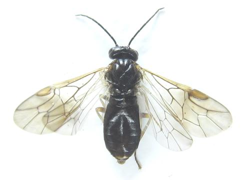 Réf. 308 606 : Anoplonyx destructor