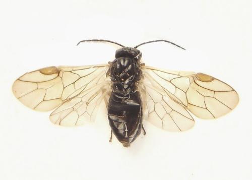 Anoplonyx ovatus