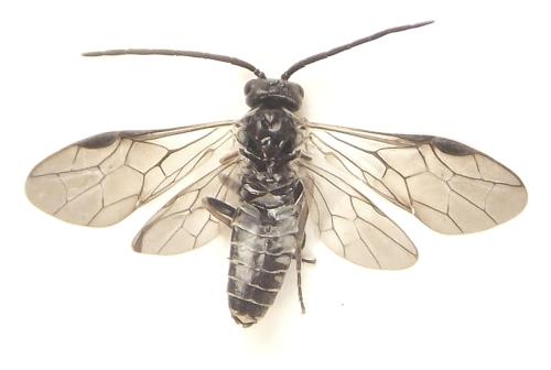 Réf. 308 752 : Empria longicornis