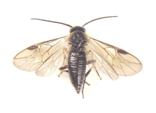 Pristiphora compressa