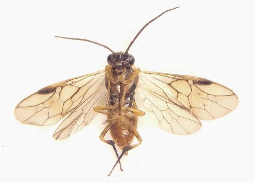Réf. 308 365 : Pristiphora decipiens