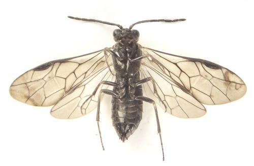 Empria longicornis