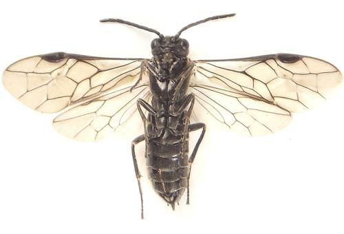 Réf. 308 781 : Empria basalis