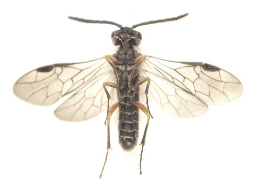 Réf. 308 794 : Loderus vestigialis