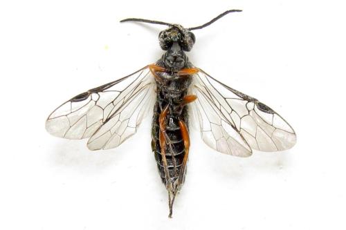 Réf. 308 805 : Loderus vestigialis