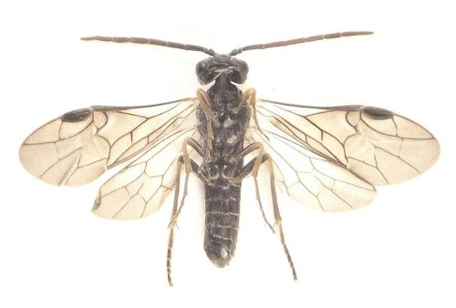 Loderus gilvipes