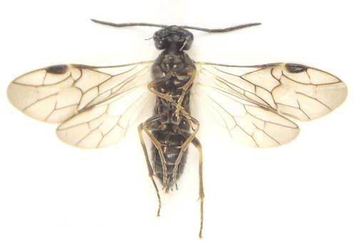 Réf. 308 835 : Loderus gilvipes