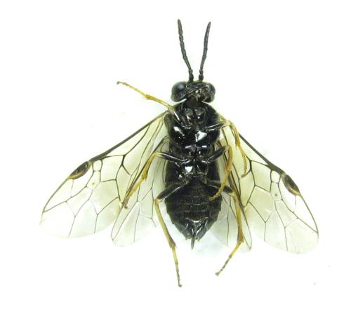 Réf. 308 845 : Monophadnus pallescens