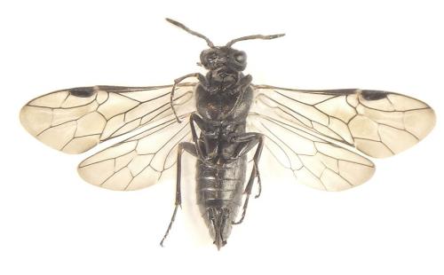 Oncodolerus eversmanni