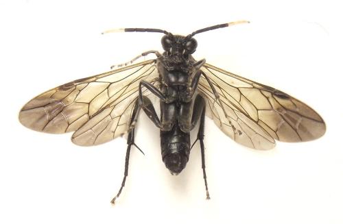 Macrophya infumata