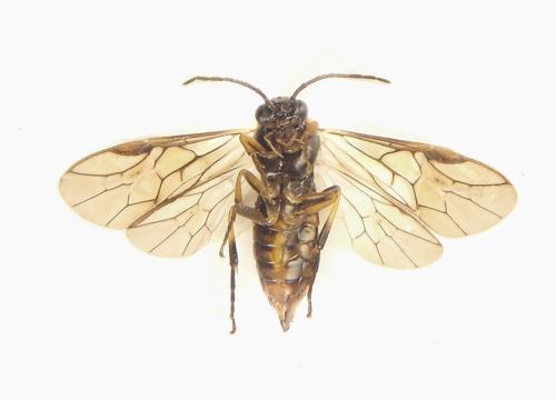 Réf. 308 384 : Pristiphora abietina
