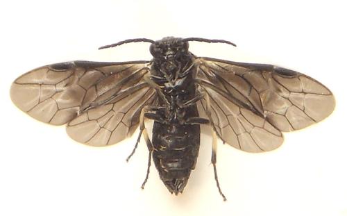 Birka cinereipes