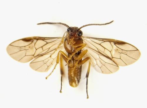 Pristiphora abietina