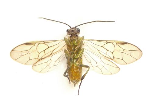 Euura scutellata