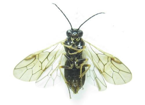 Réf. 308 608 : Anoplonyx destructor
