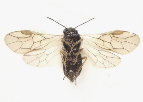 Anoplonyx ovatus