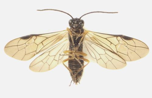 Réf. 308 727 : Strongylogaster baikalensis