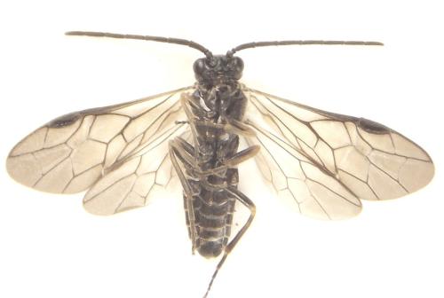 Empria longicornis