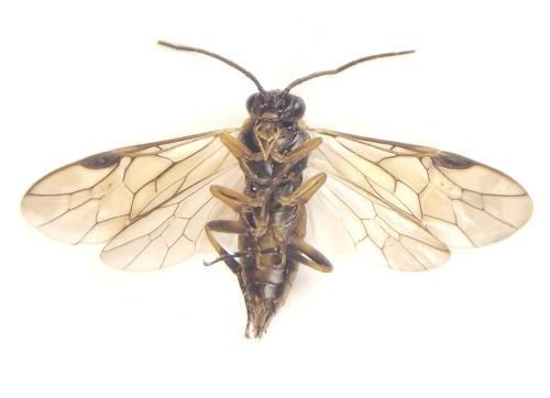 Réf. 308 280 : Pristiphora compressa