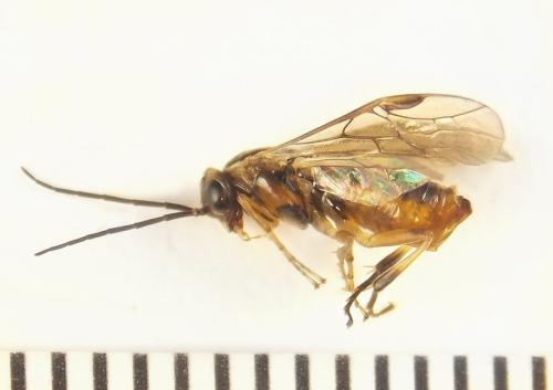 Réf. 308 366 : Pristiphora decipiens