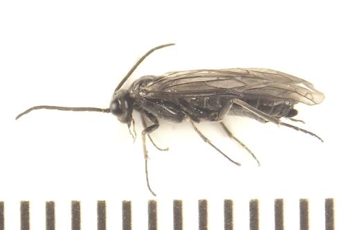 Empria longicornis