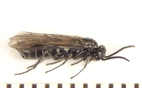 Réf. 308 782 : Empria basalis