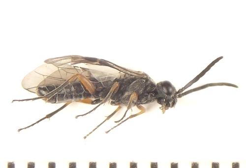 Réf. 308 795 : Loderus vestigialis