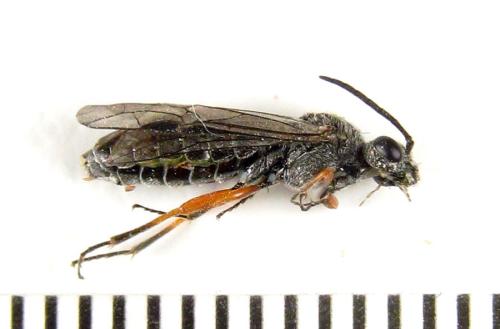 Réf. 308 806 : Loderus vestigialis